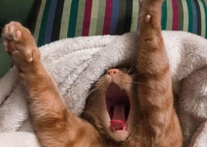 Hotel Europa & Concordia